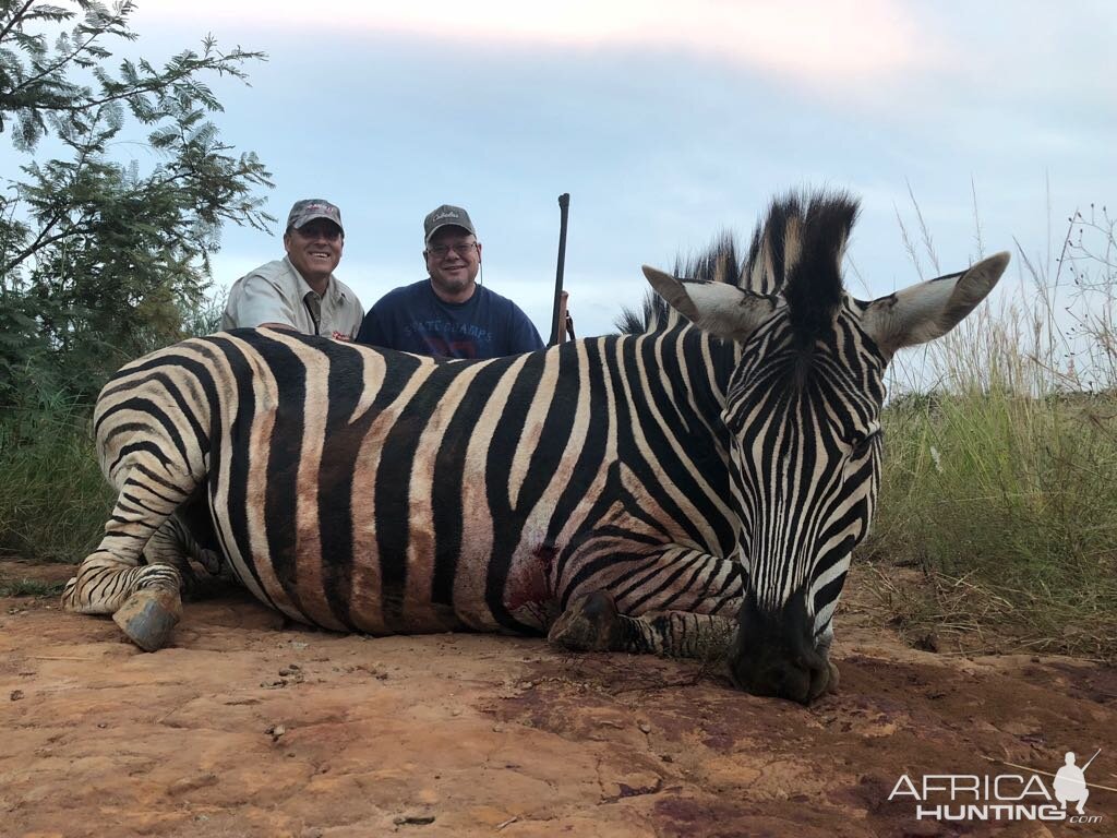 South Africa Hunt Burchell's Plain Zebra