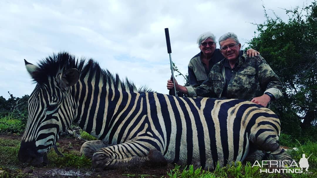 South Africa Hunt Burchell's Plain Zebra