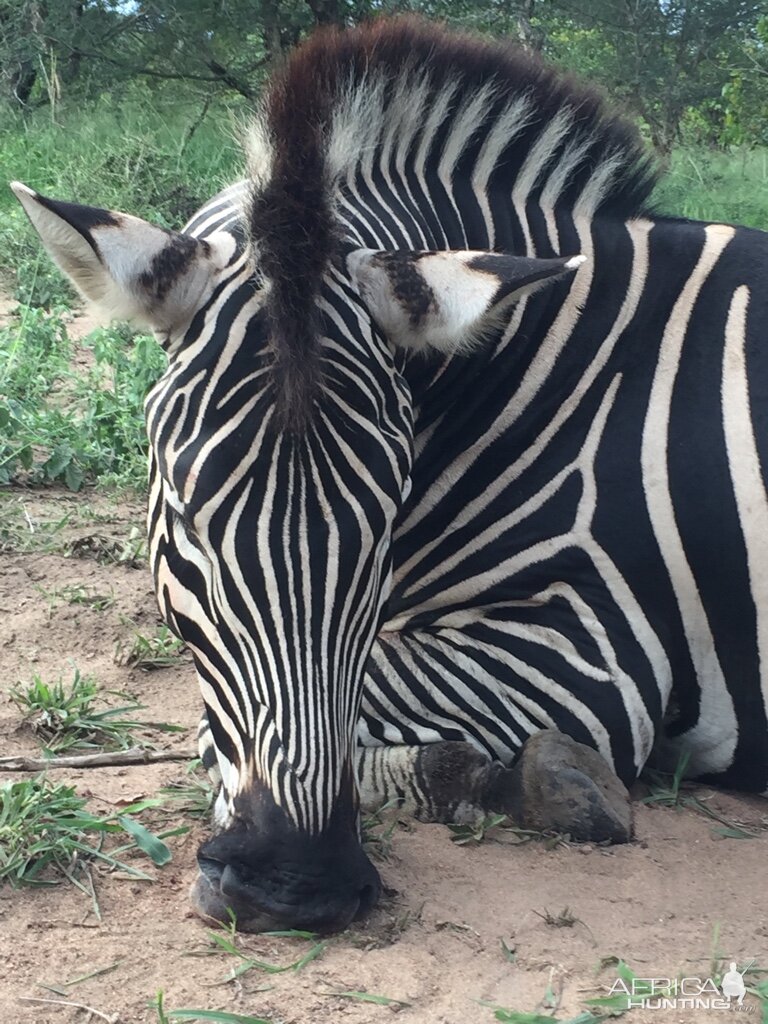 South Africa Hunt Burchell's Plain Zebra