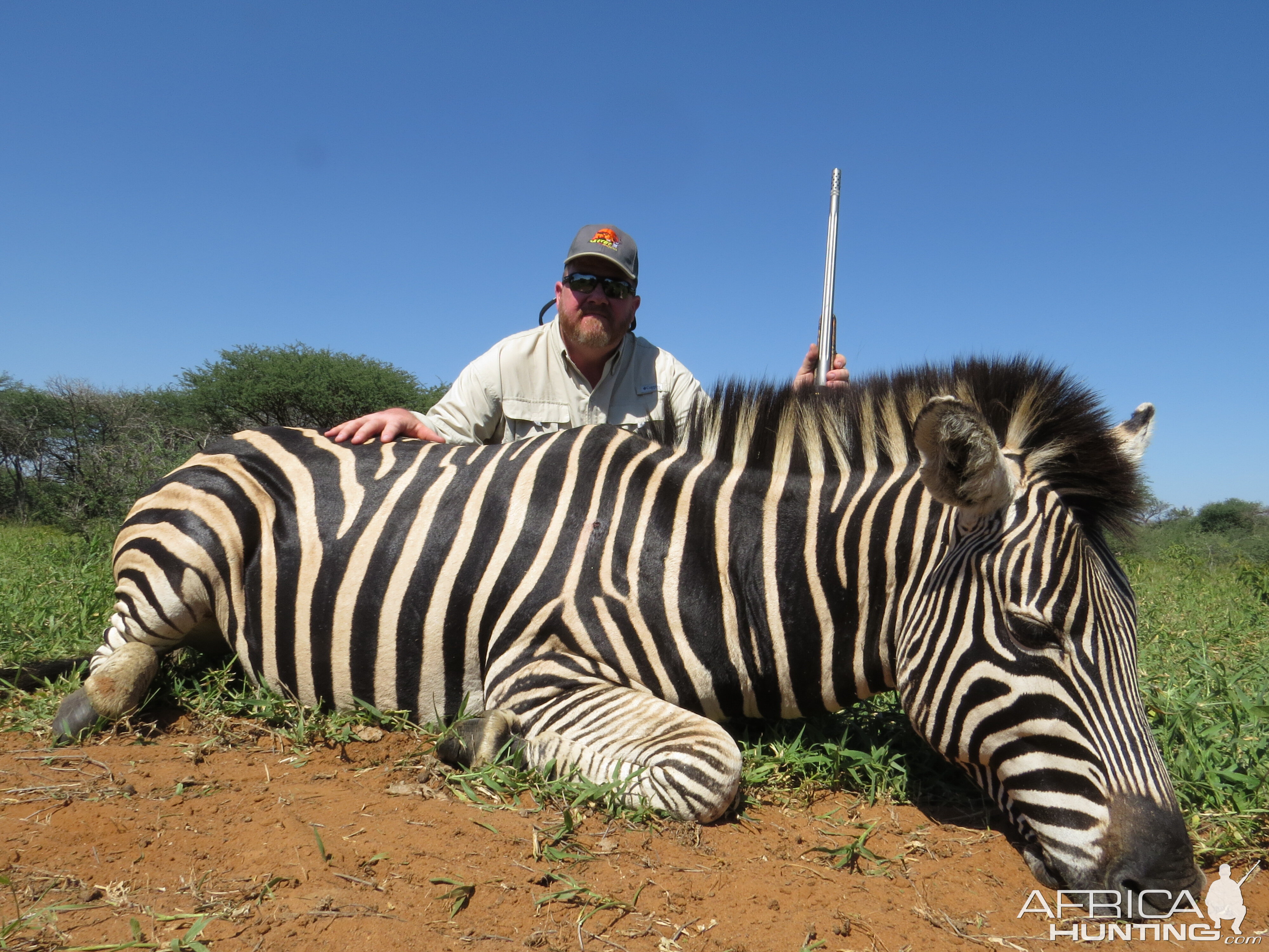 South Africa Hunt Burchell's Plain Zebra