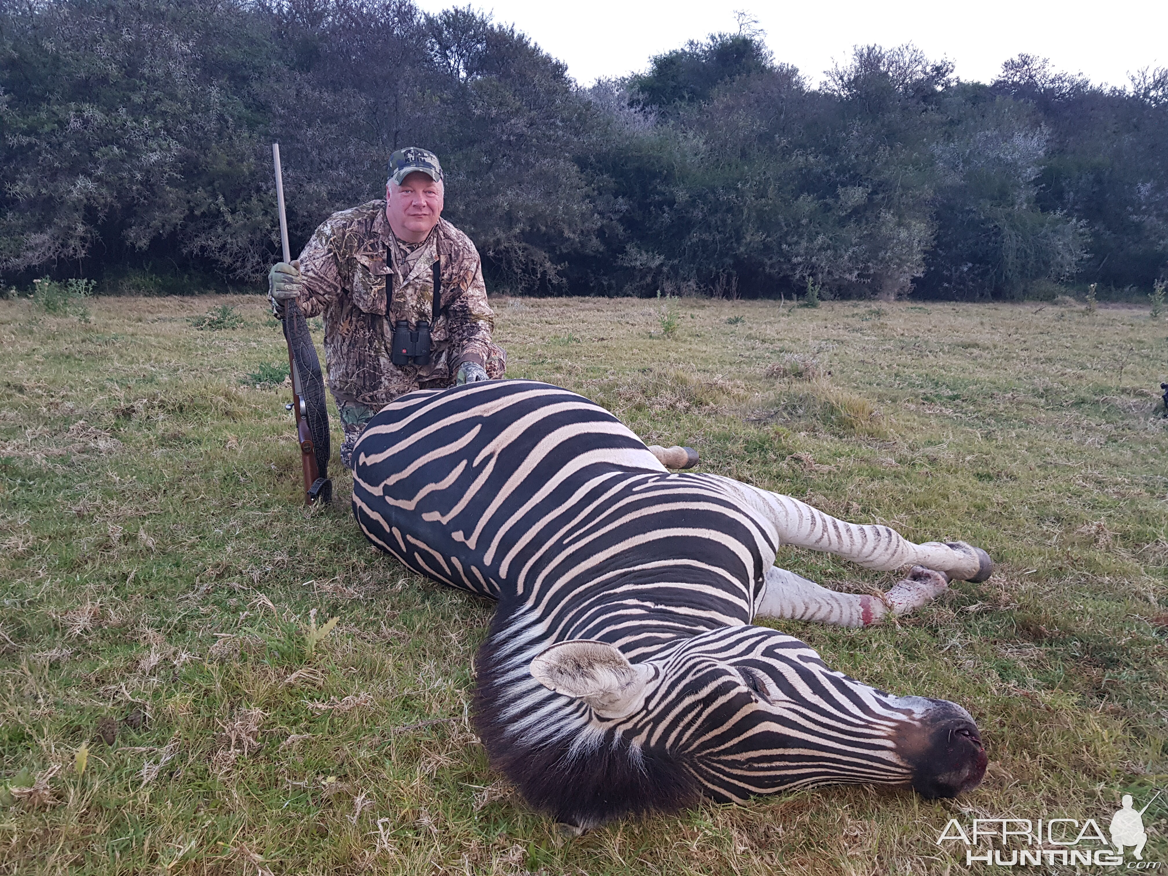 South Africa Hunt Burchell's Plain Zebra