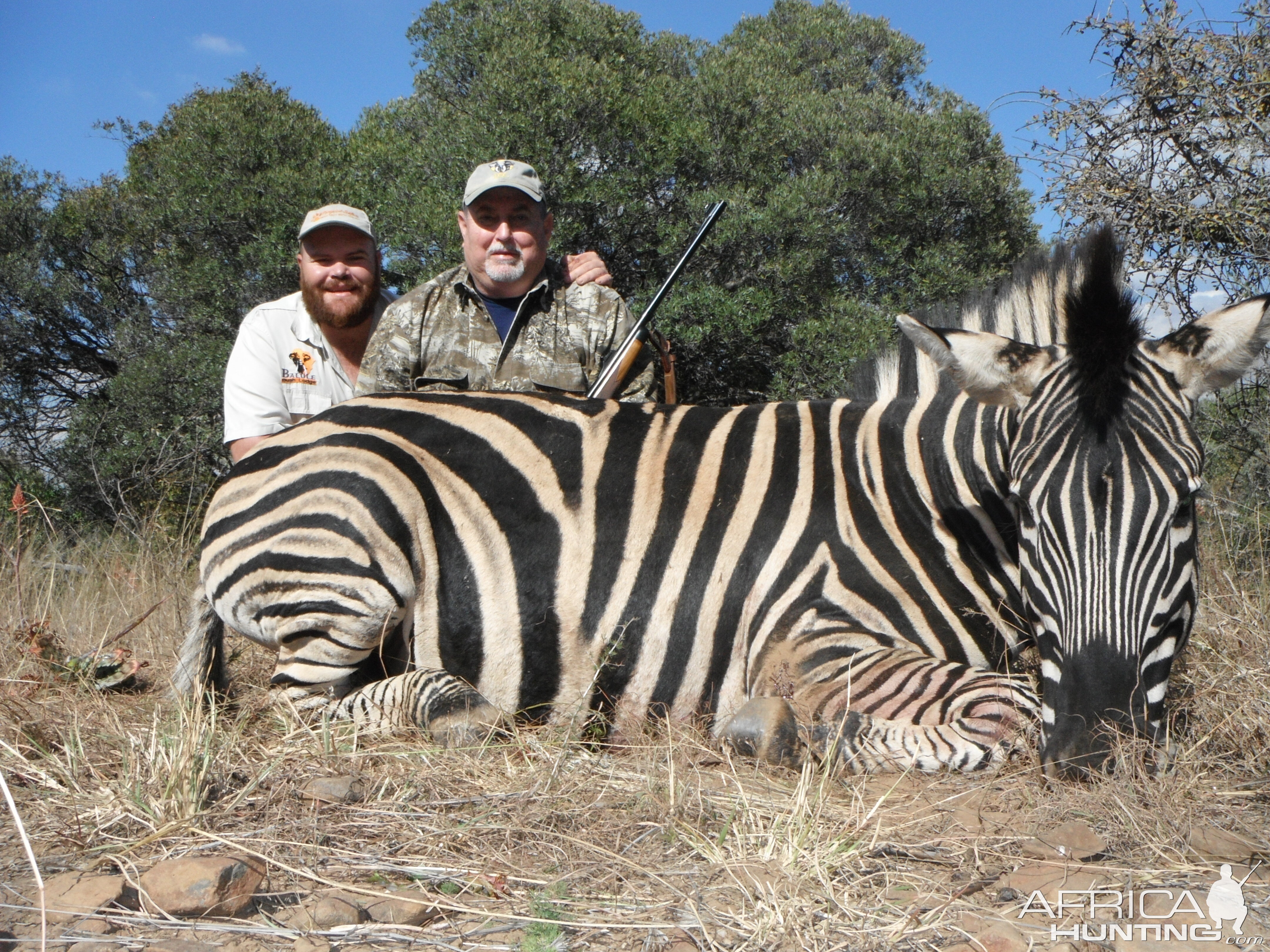 South Africa Hunt Burchell's Plain Zebra