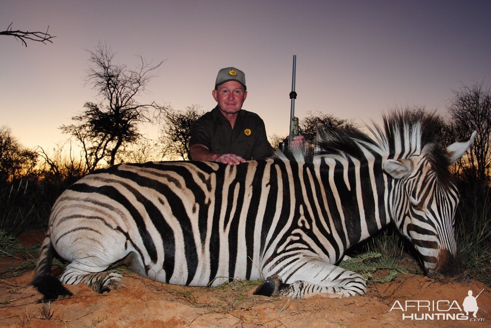 South Africa Hunt Burchell's Plain Zebra