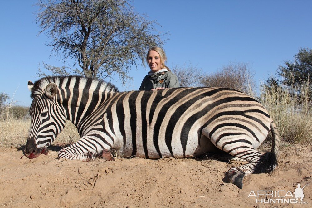 South Africa Hunt Burchell's Plain Zebra