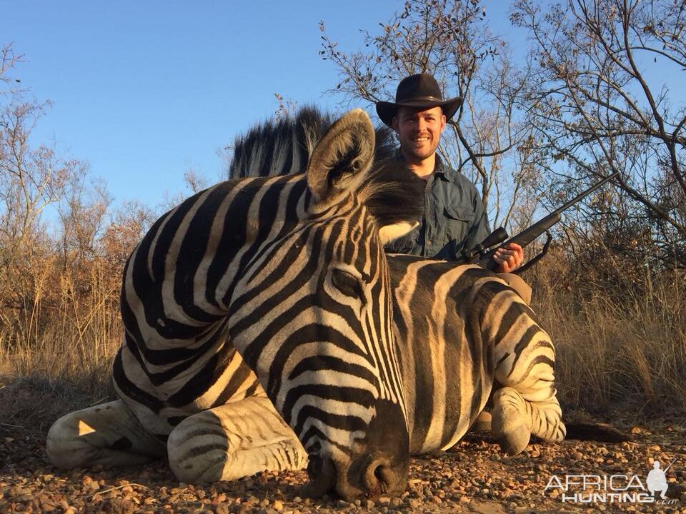 South Africa Hunt Burchell's Plain Zebra