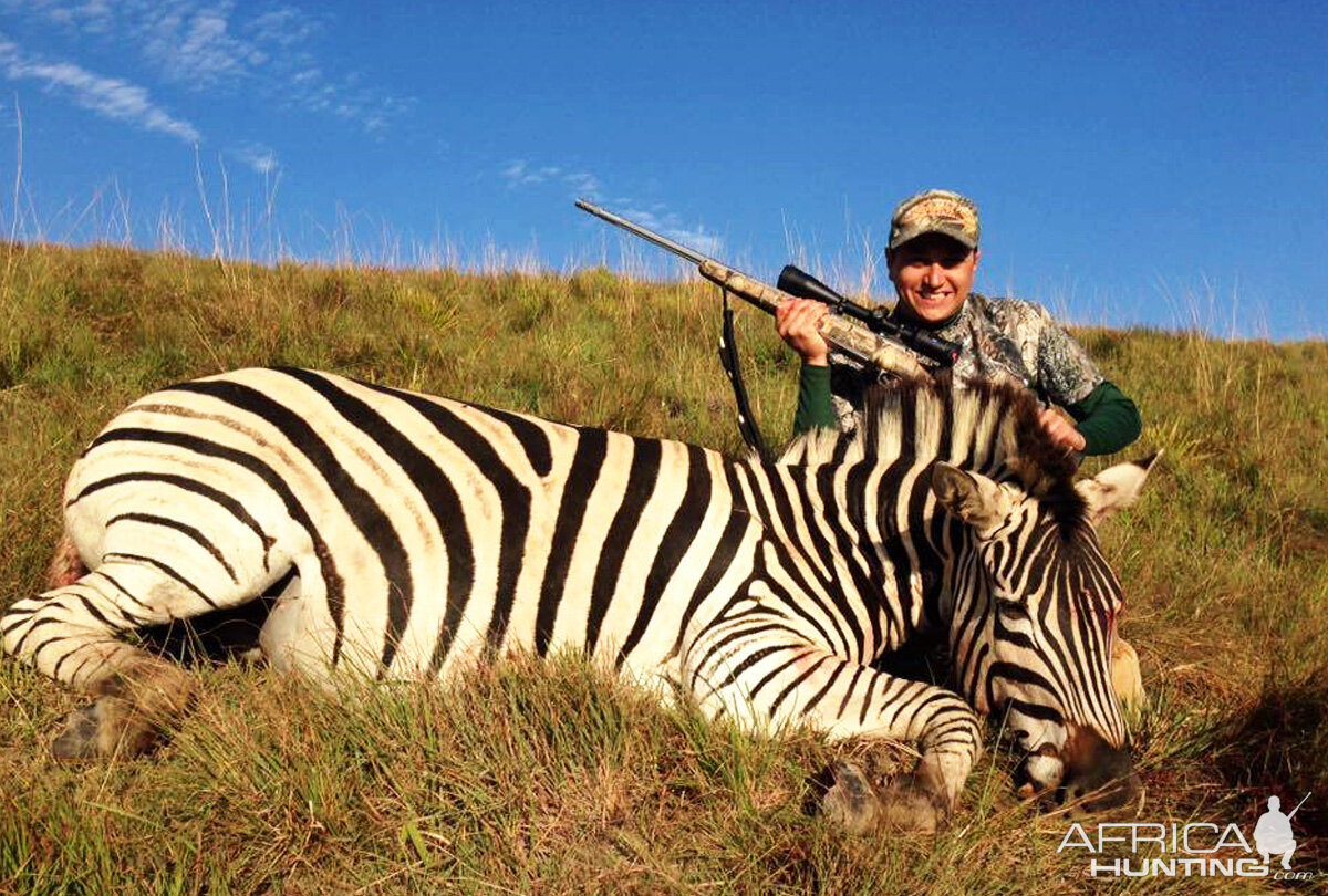 South Africa Hunt Burchell's Plain Zebra