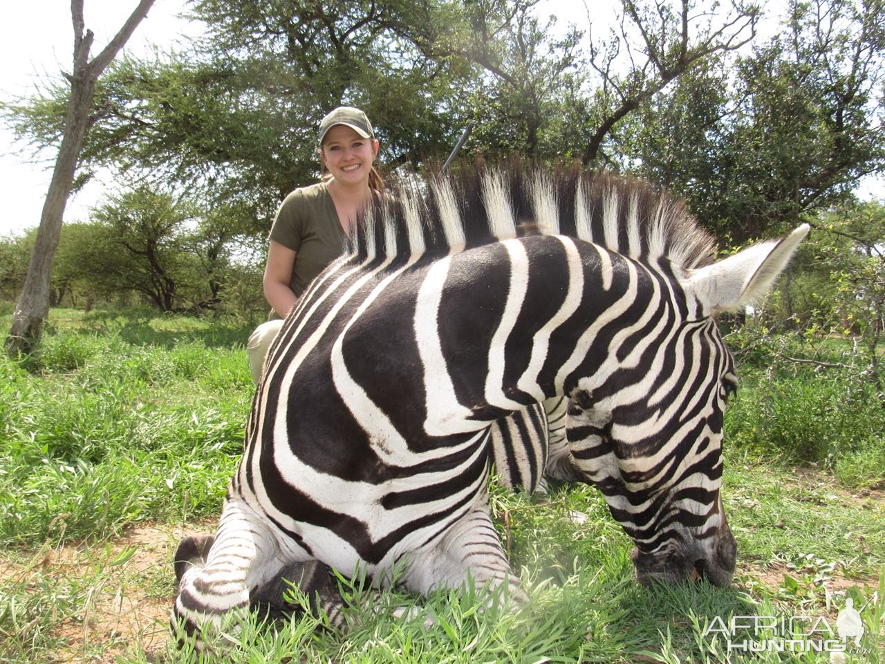 South Africa Hunt Burchell's Plain Zebra