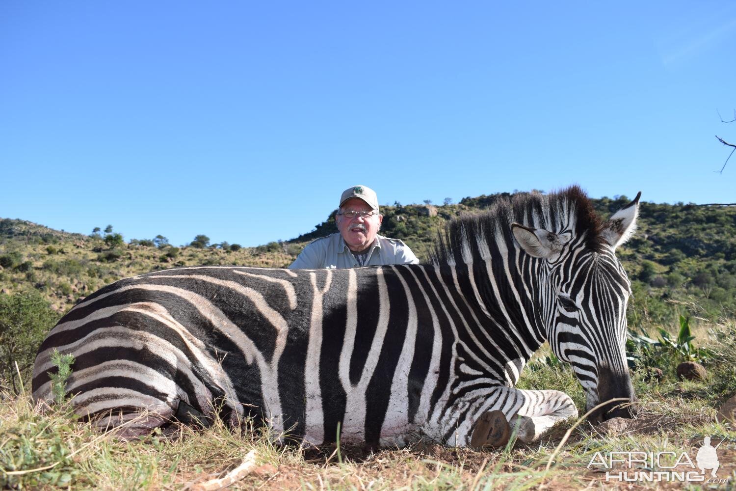 South Africa Hunt Burchell's Plain Zebra