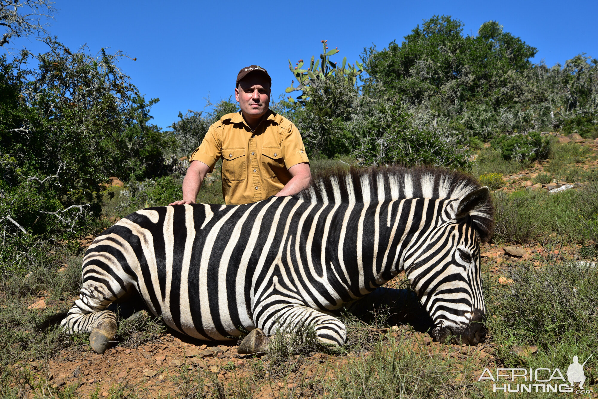 South Africa Hunt Burchell's Plain Zebra