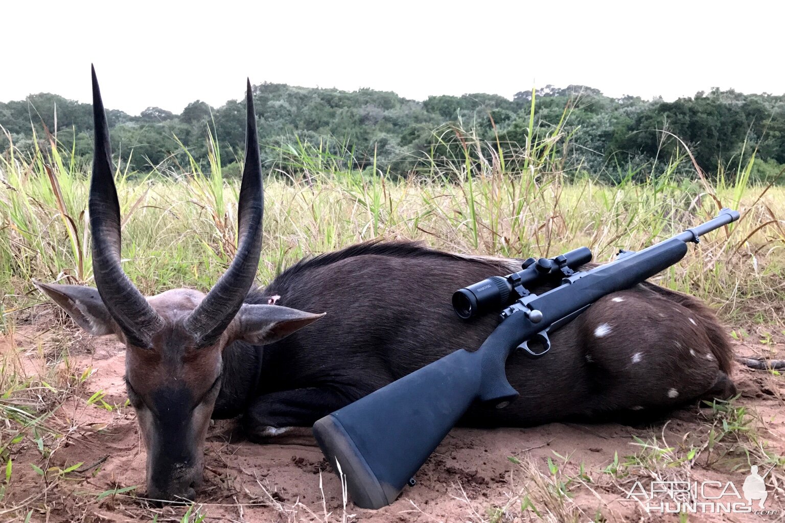 South Africa Hunt Bushbuck