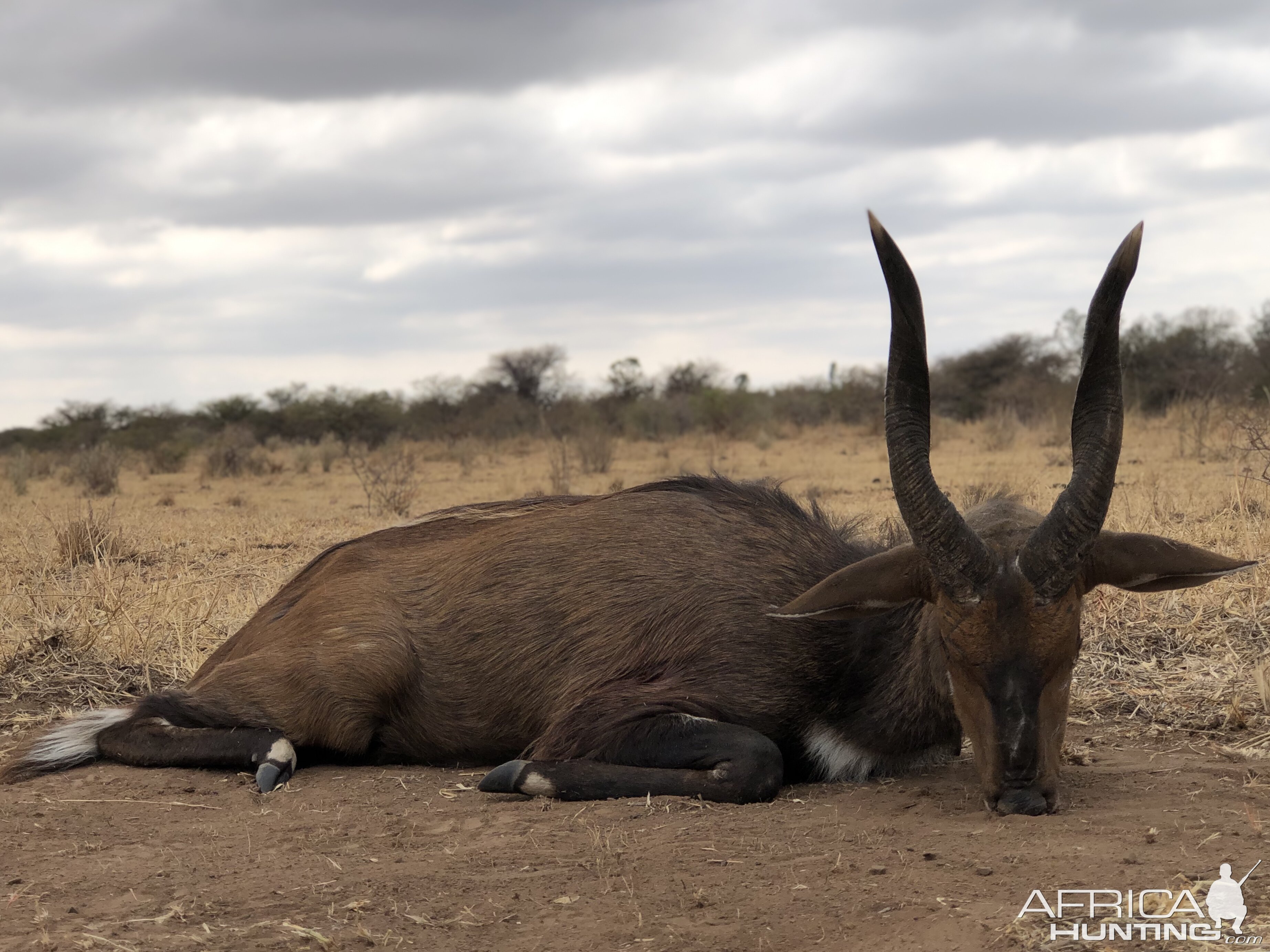 South Africa Hunt Bushbuck