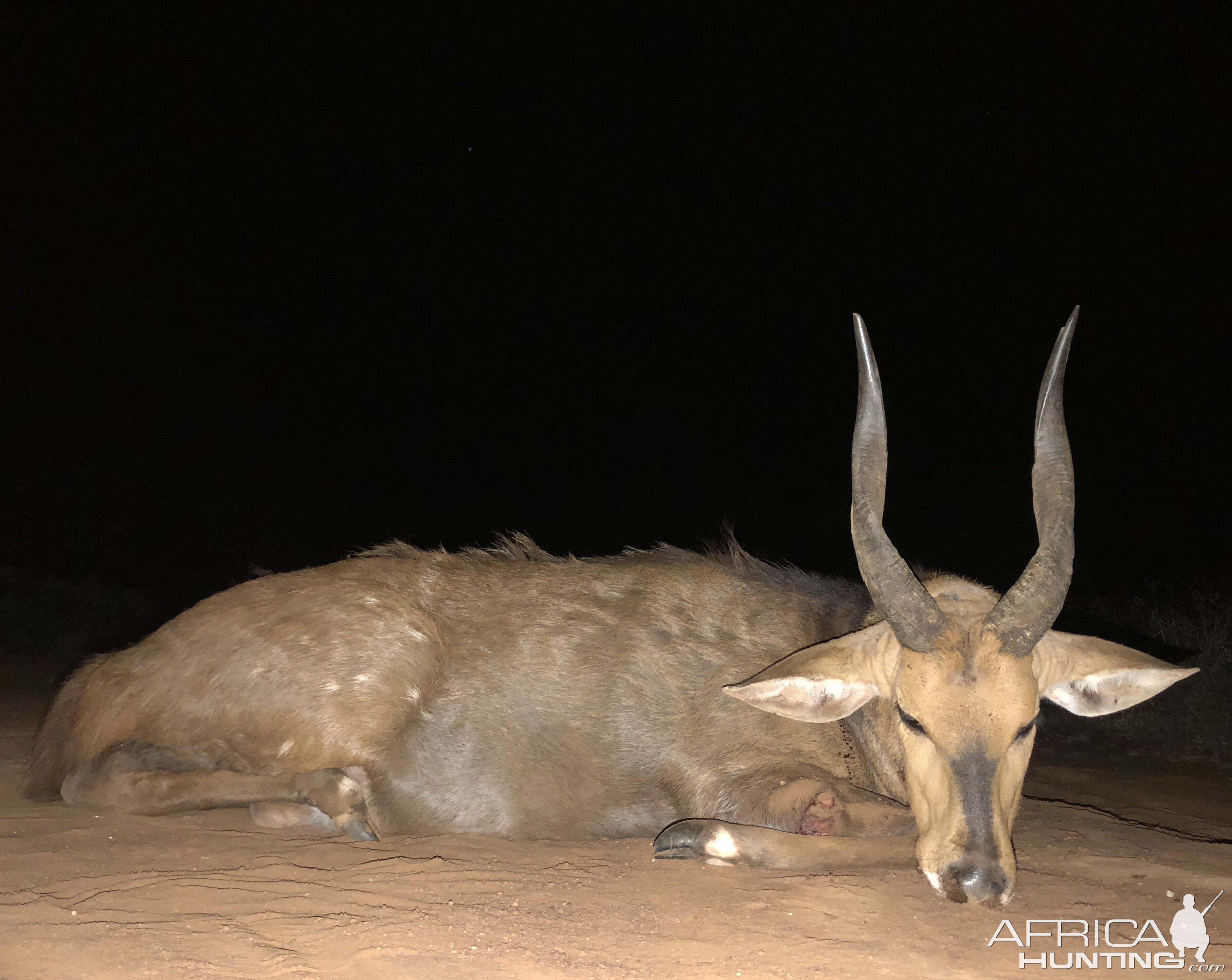 South Africa Hunt Bushbuck