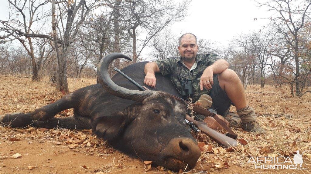 South Africa Hunt Cape Buffalo Cow