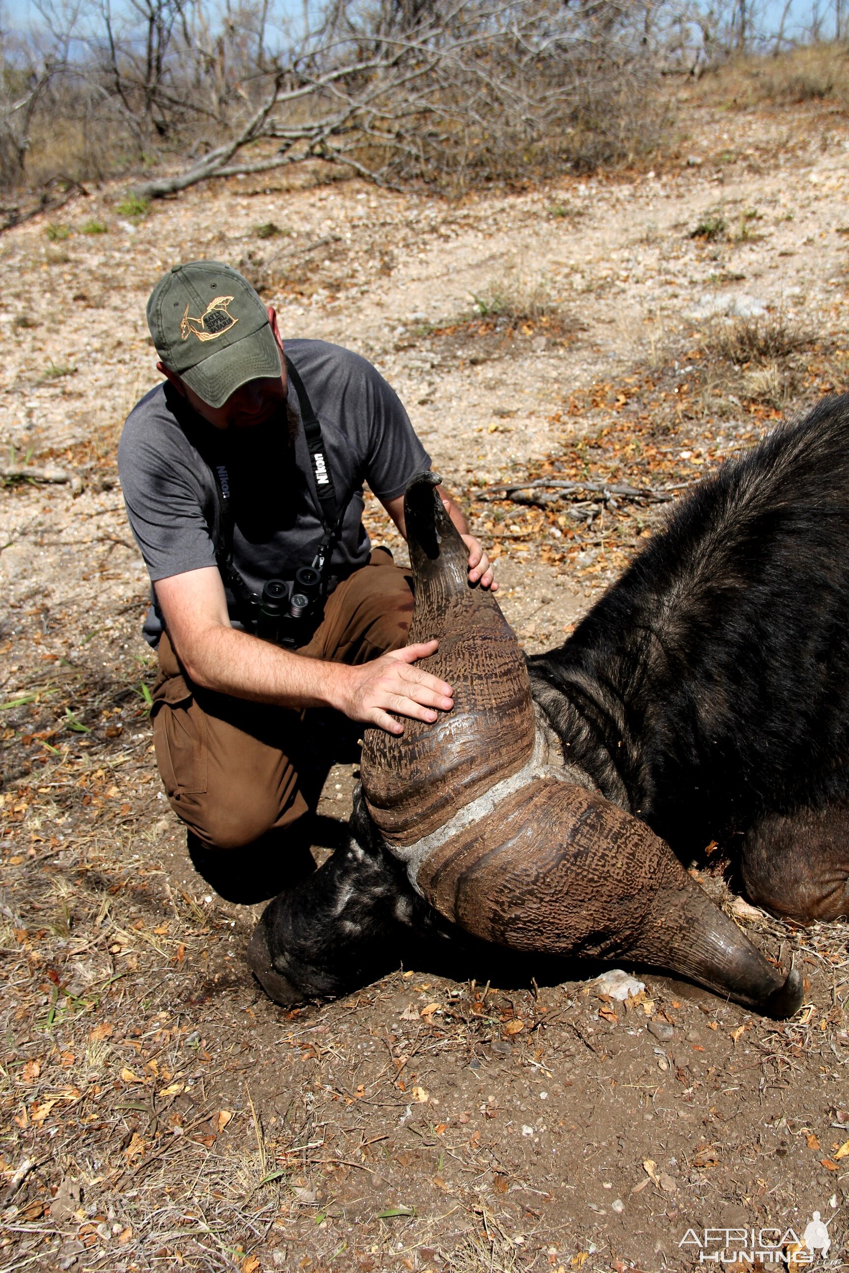 South Africa Hunt Cape Buffalo