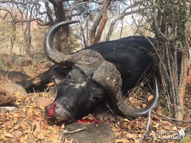 South Africa Hunt Cape Buffalo