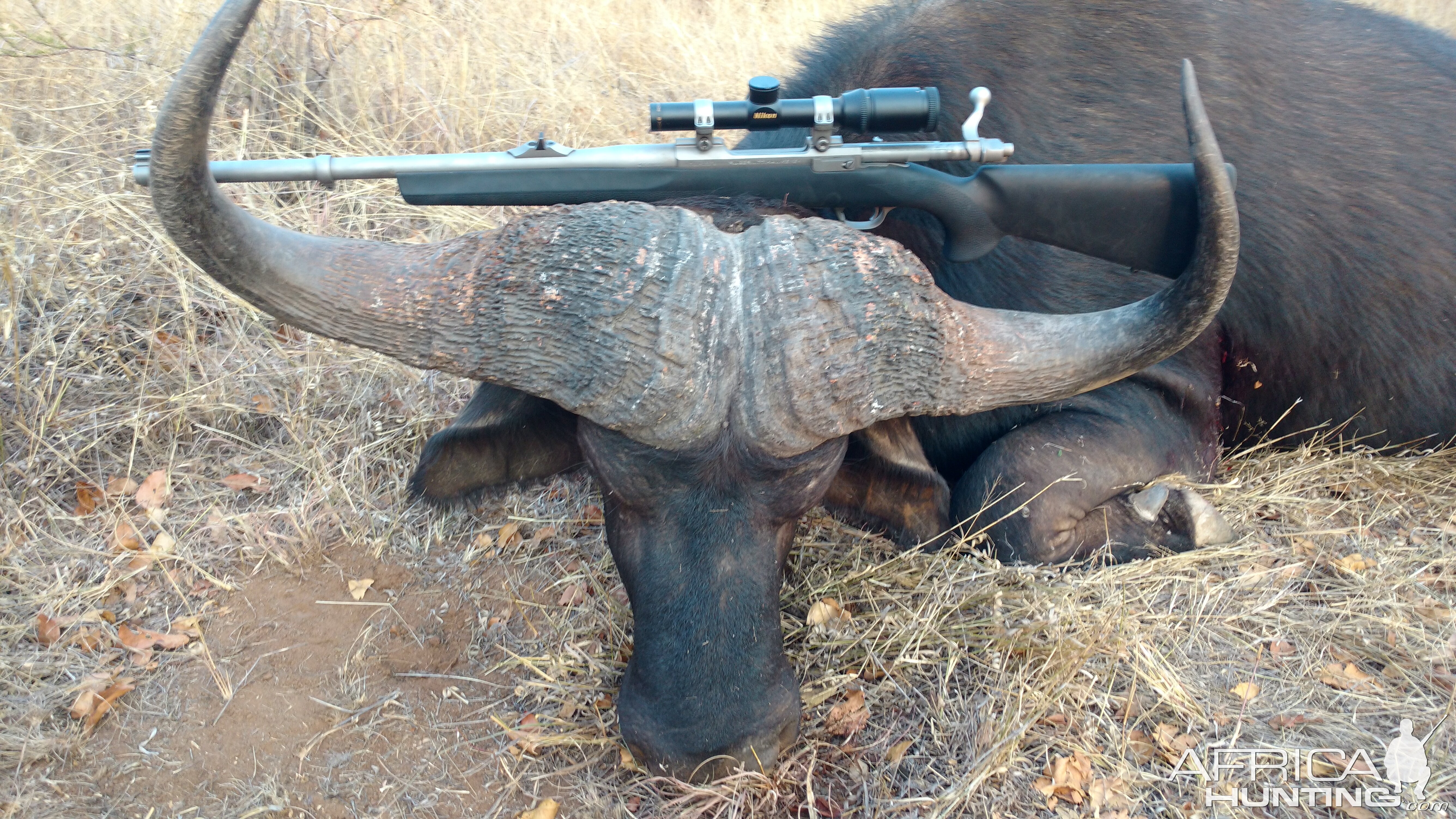 South Africa Hunt Cape Buffalo