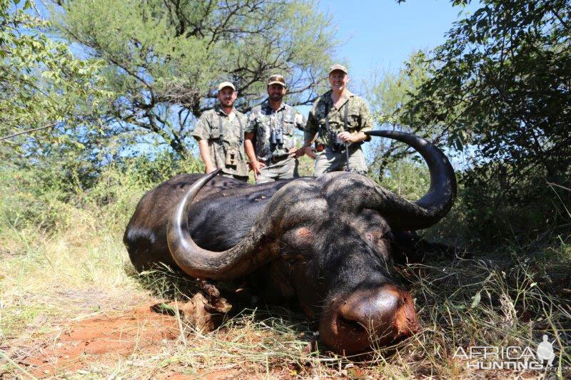 South Africa Hunt Cape Buffalo