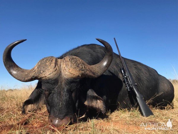 South Africa Hunt Cape Buffalo