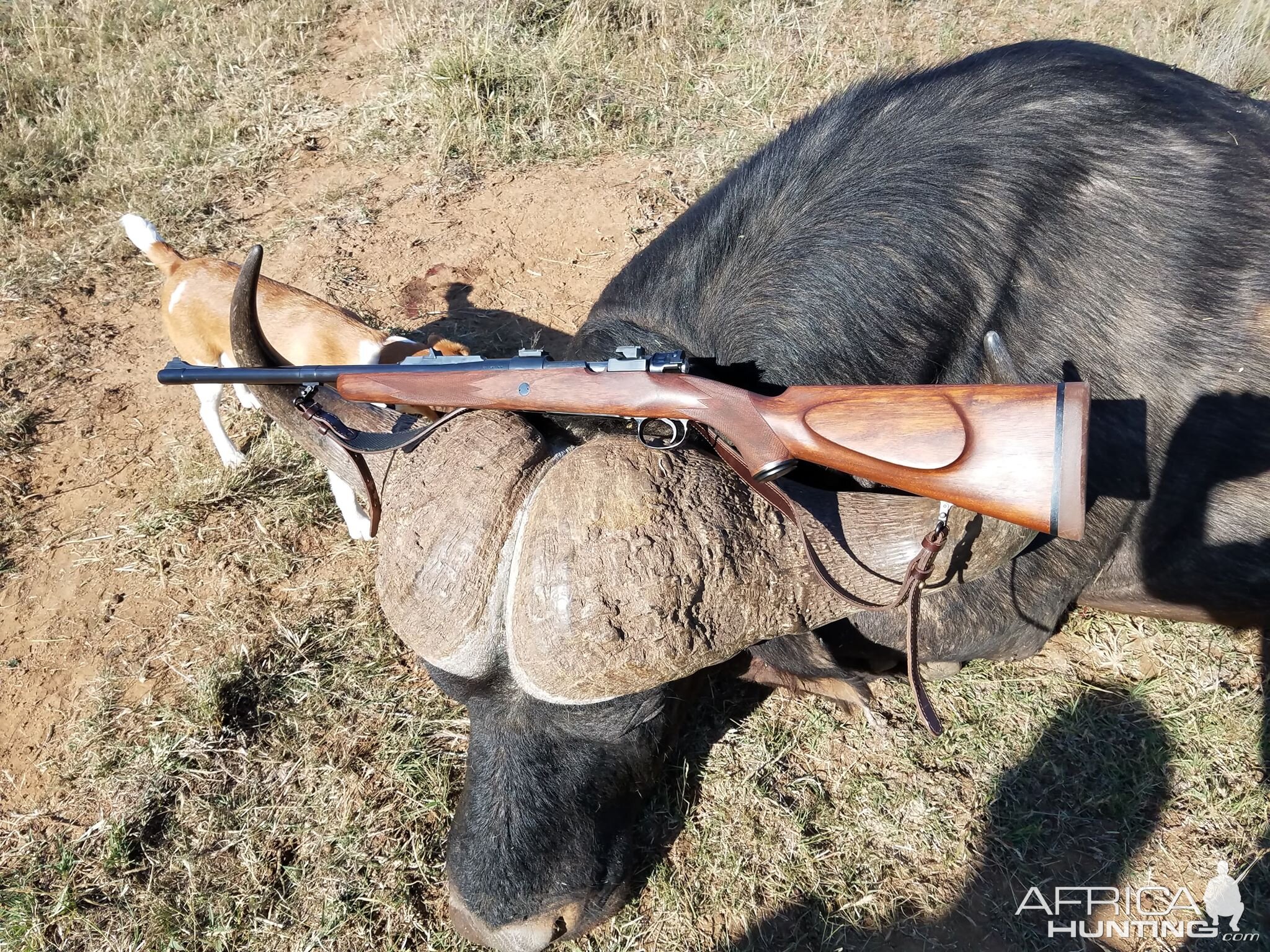 South Africa Hunt Cape Buffalo