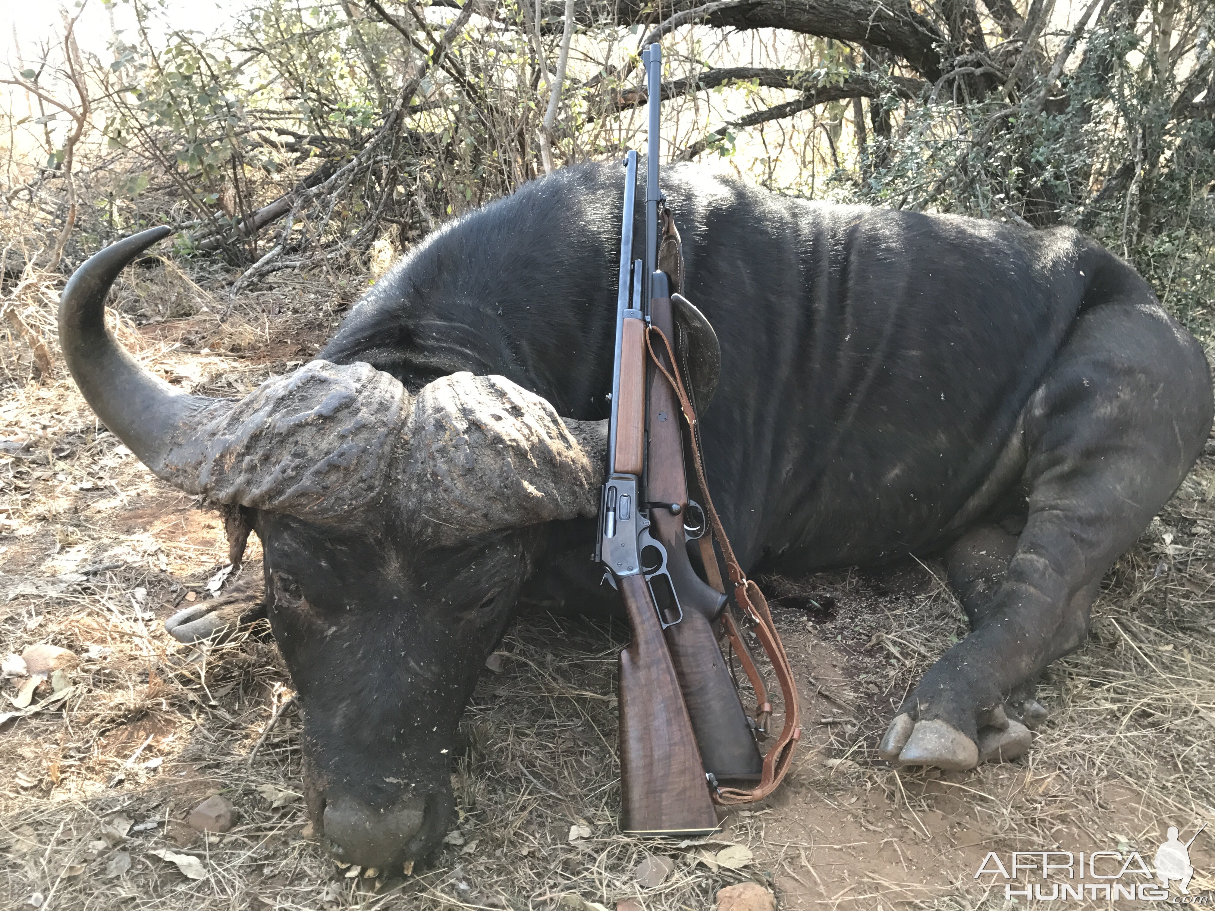 South Africa Hunt Cape Buffalo