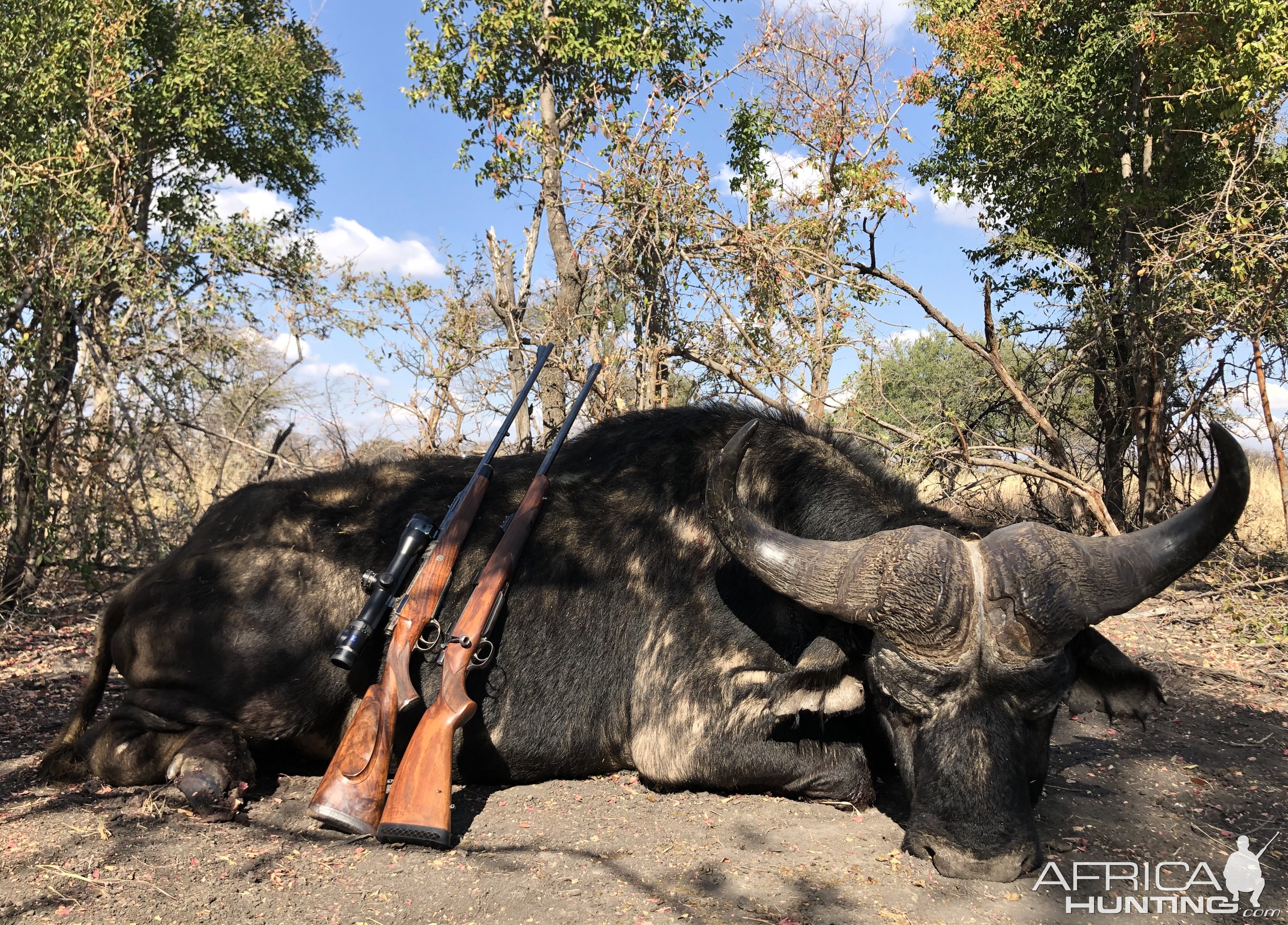 South Africa Hunt Cape Buffalo