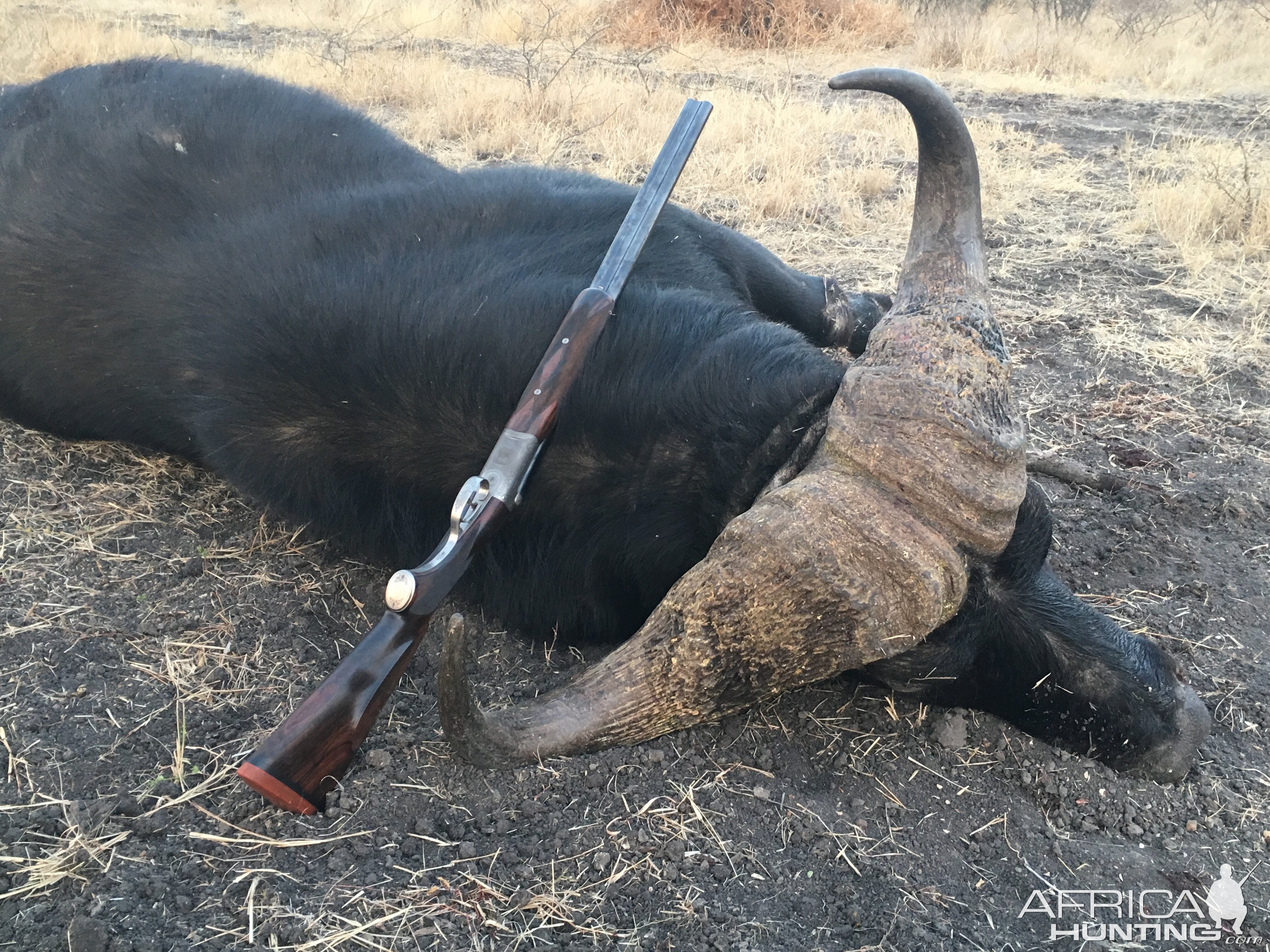 South Africa Hunt Cape Buffalo