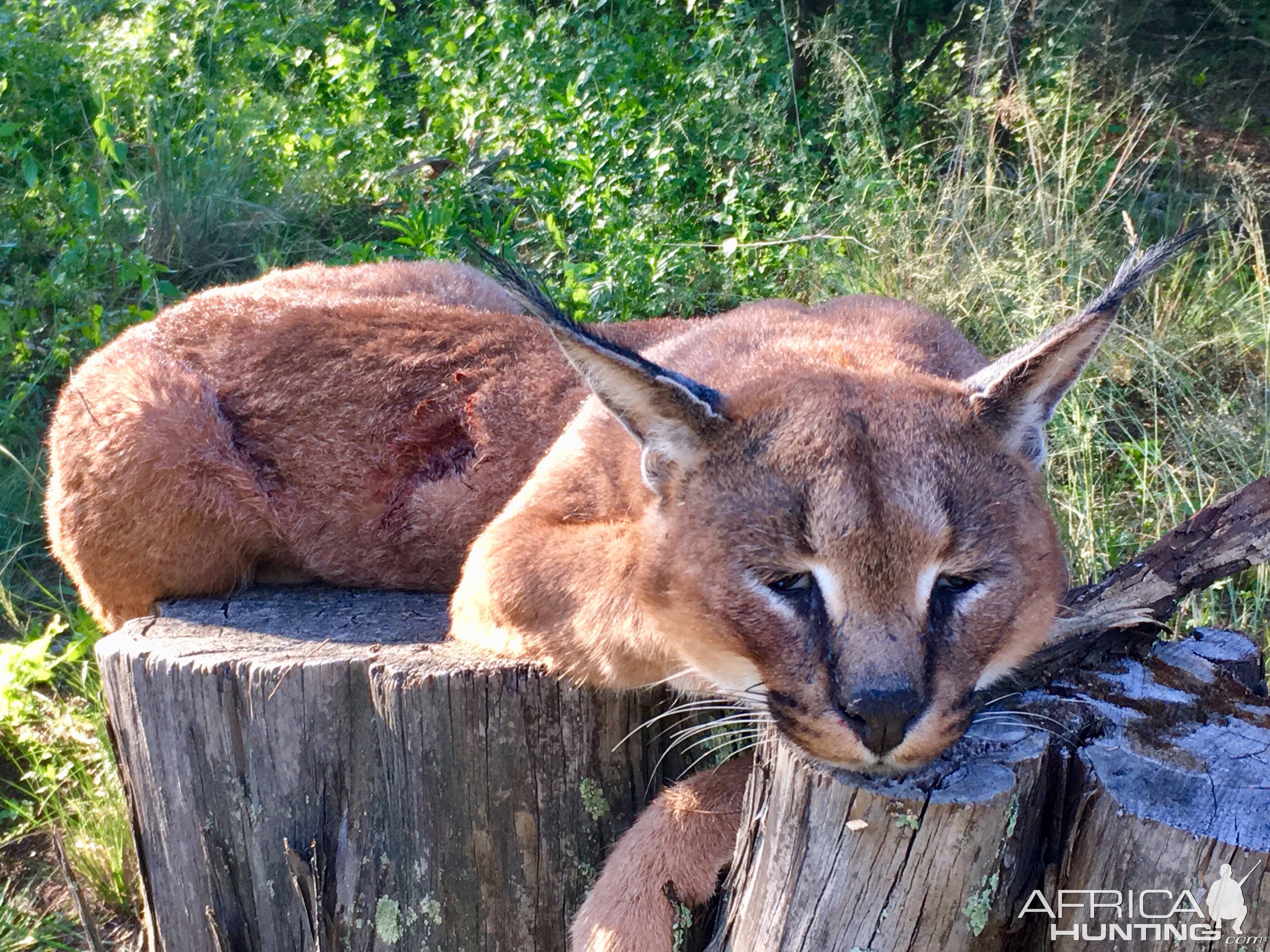 South Africa Hunt Caracal