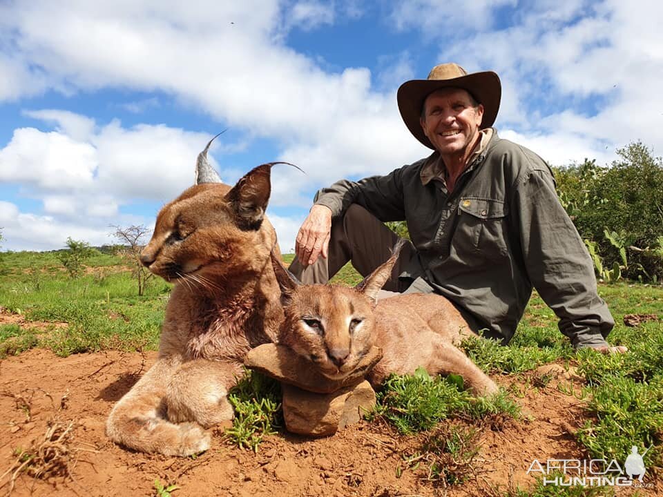 South Africa Hunt Caracal