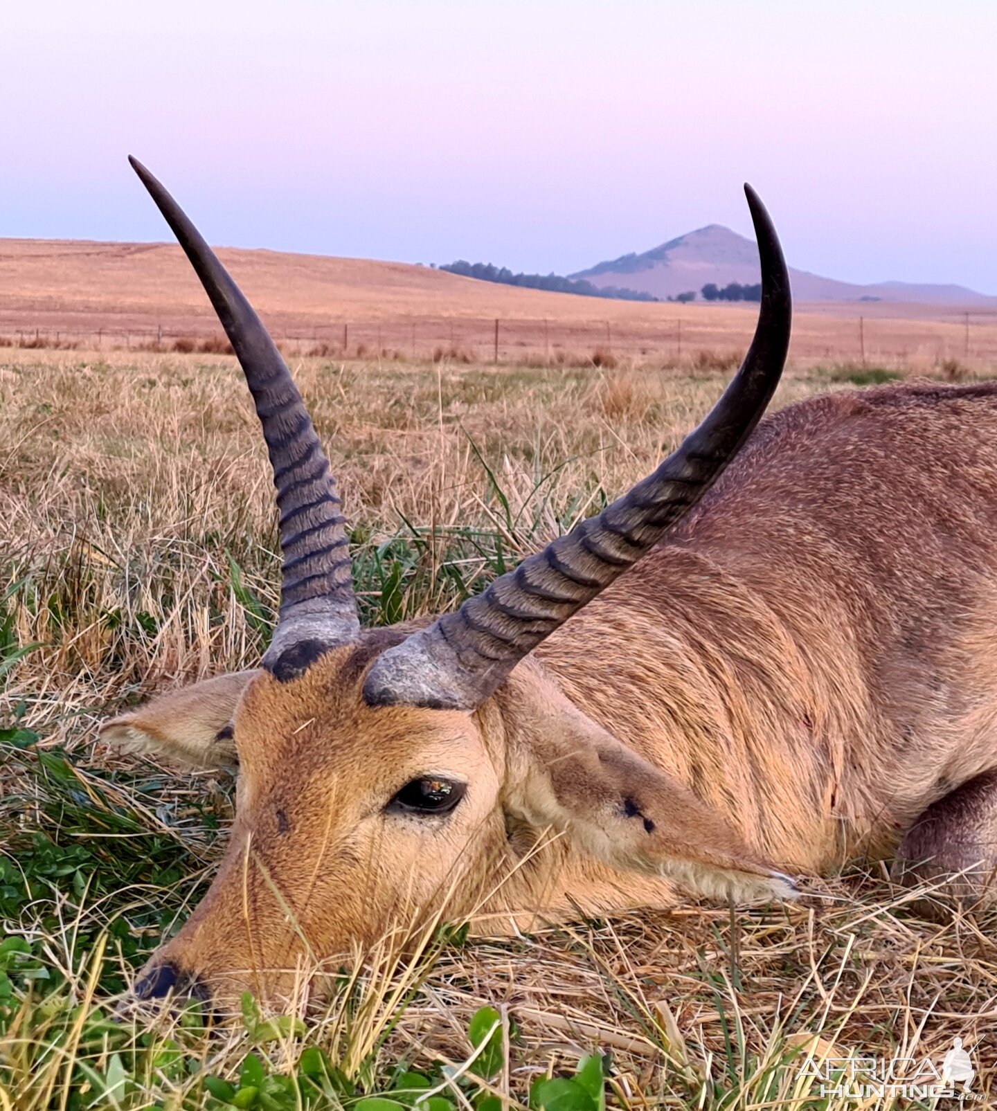 South Africa Hunt Common Reedbuck