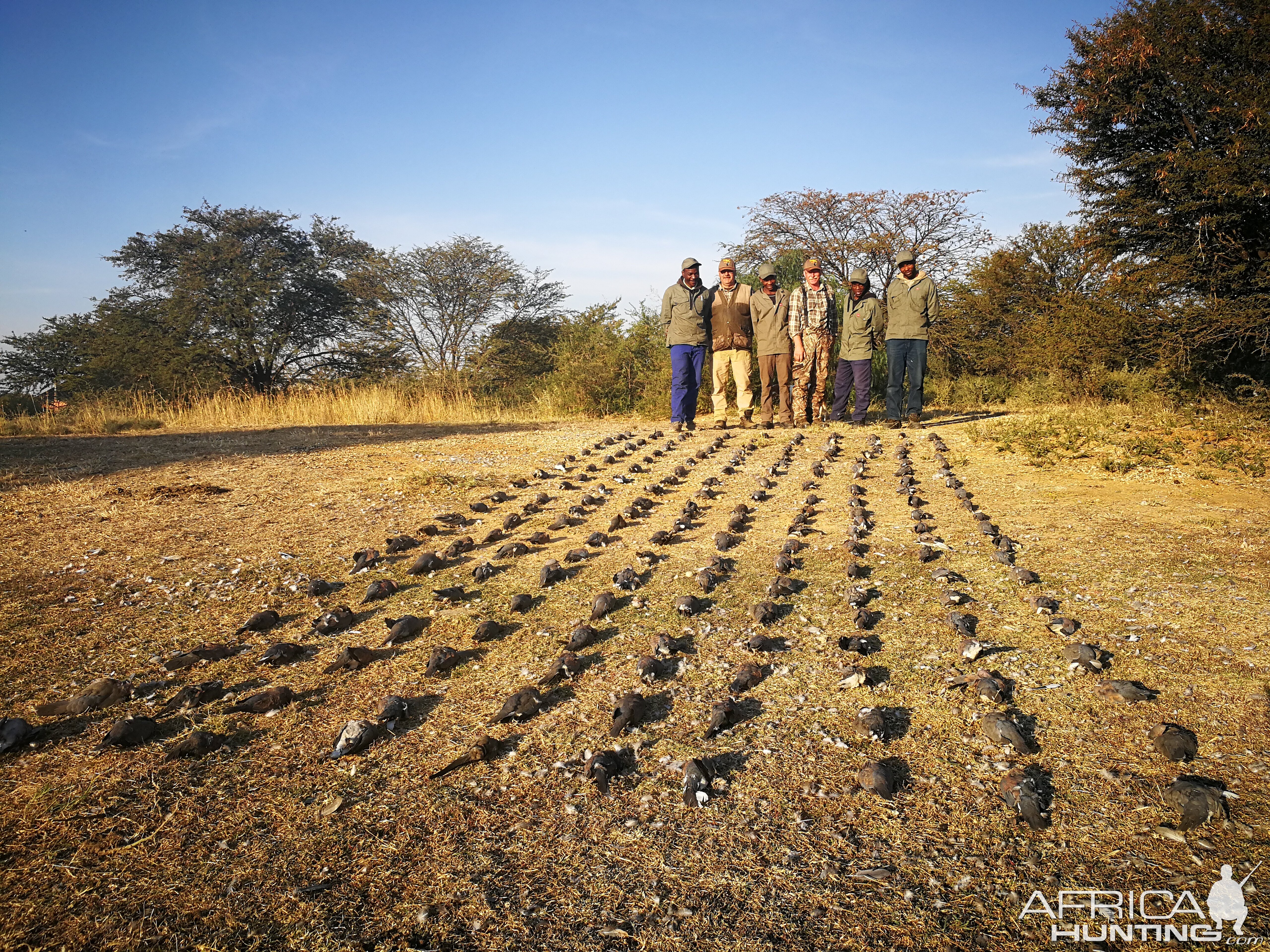 South Africa Hunt Doves & Pigeons