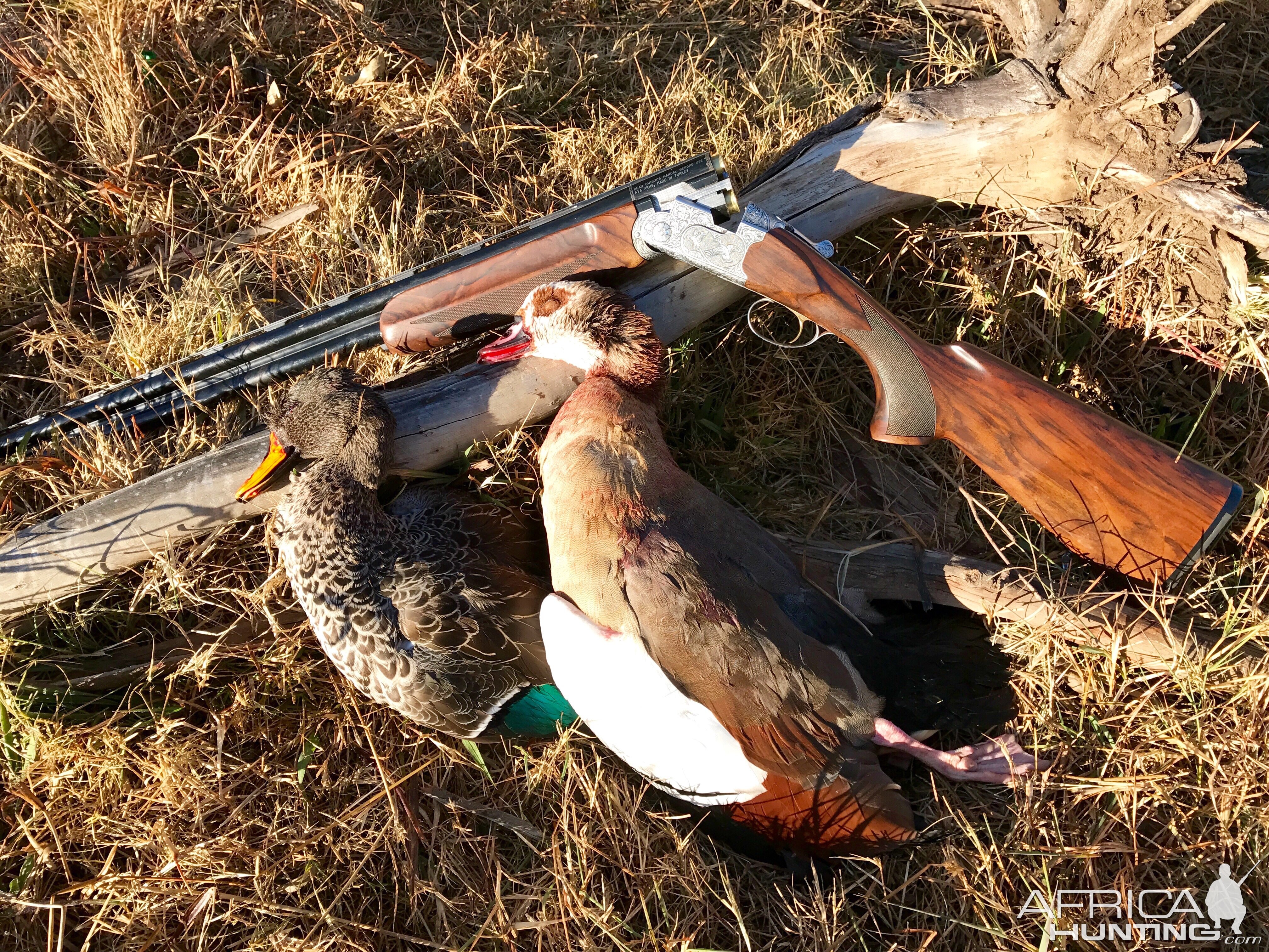 South Africa Hunt Duck