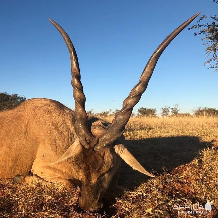 South Africa Hunt Eland