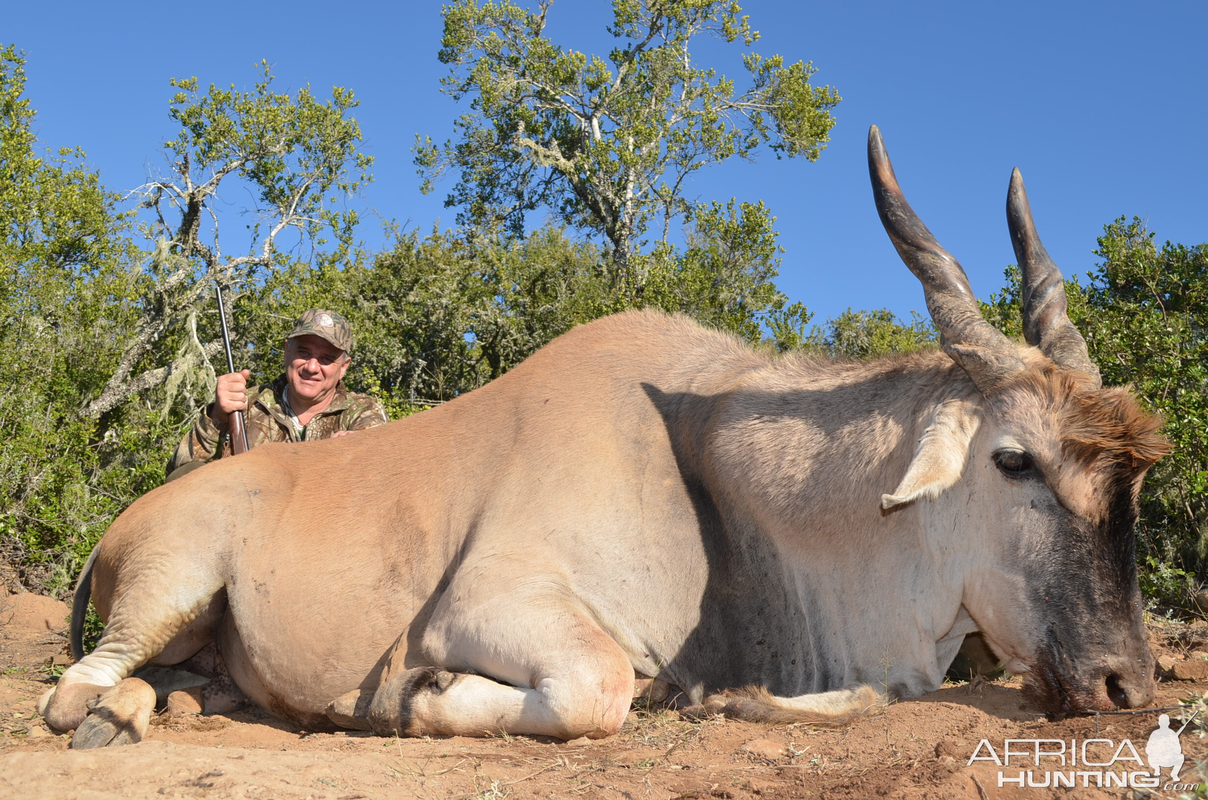 South Africa Hunt Eland