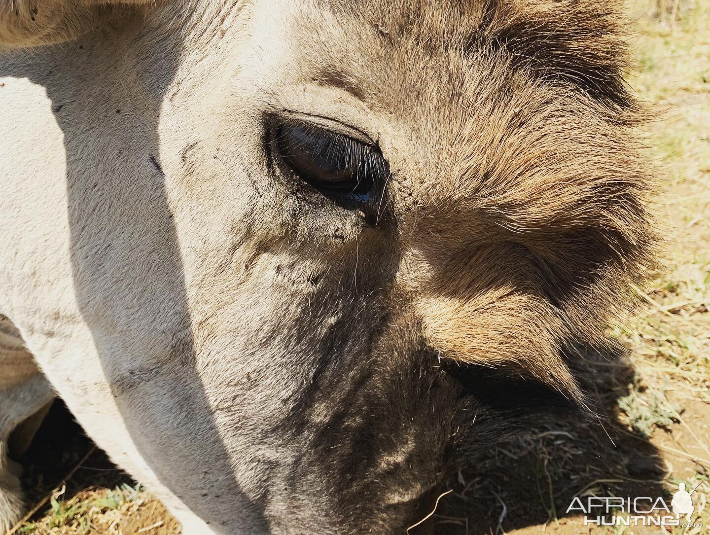 South Africa Hunt Eland