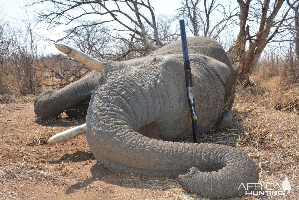 South Africa Hunt Elephant