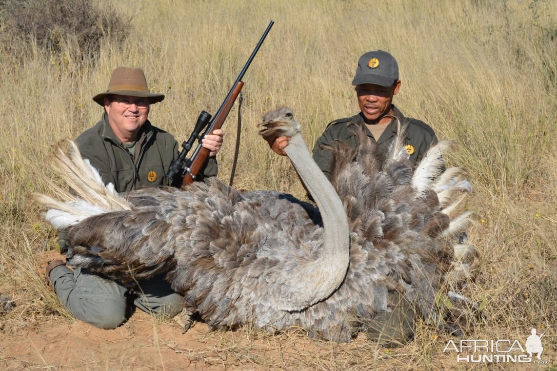 South Africa Hunt female Ostrich