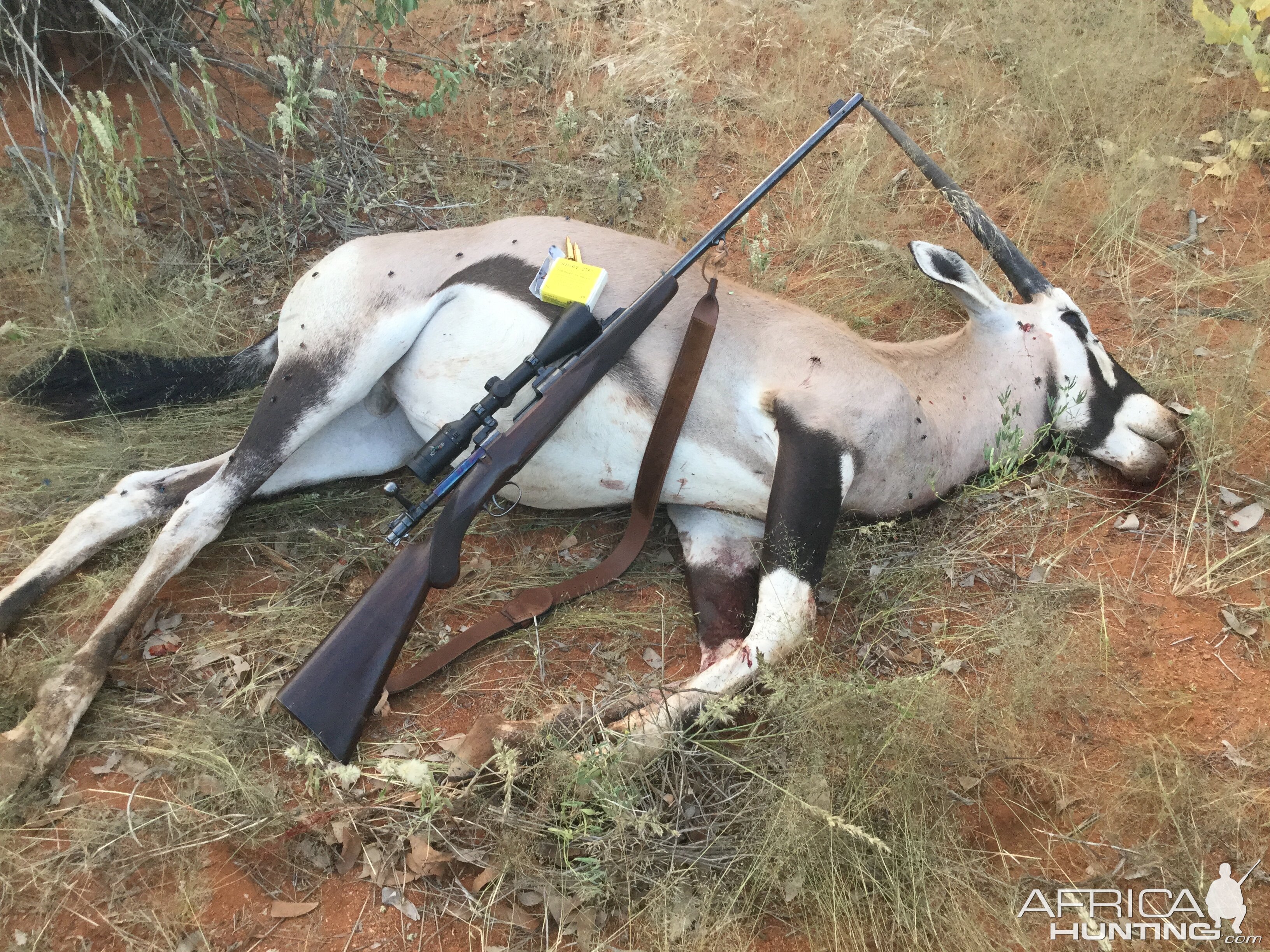 South Africa Hunt Gemsbok