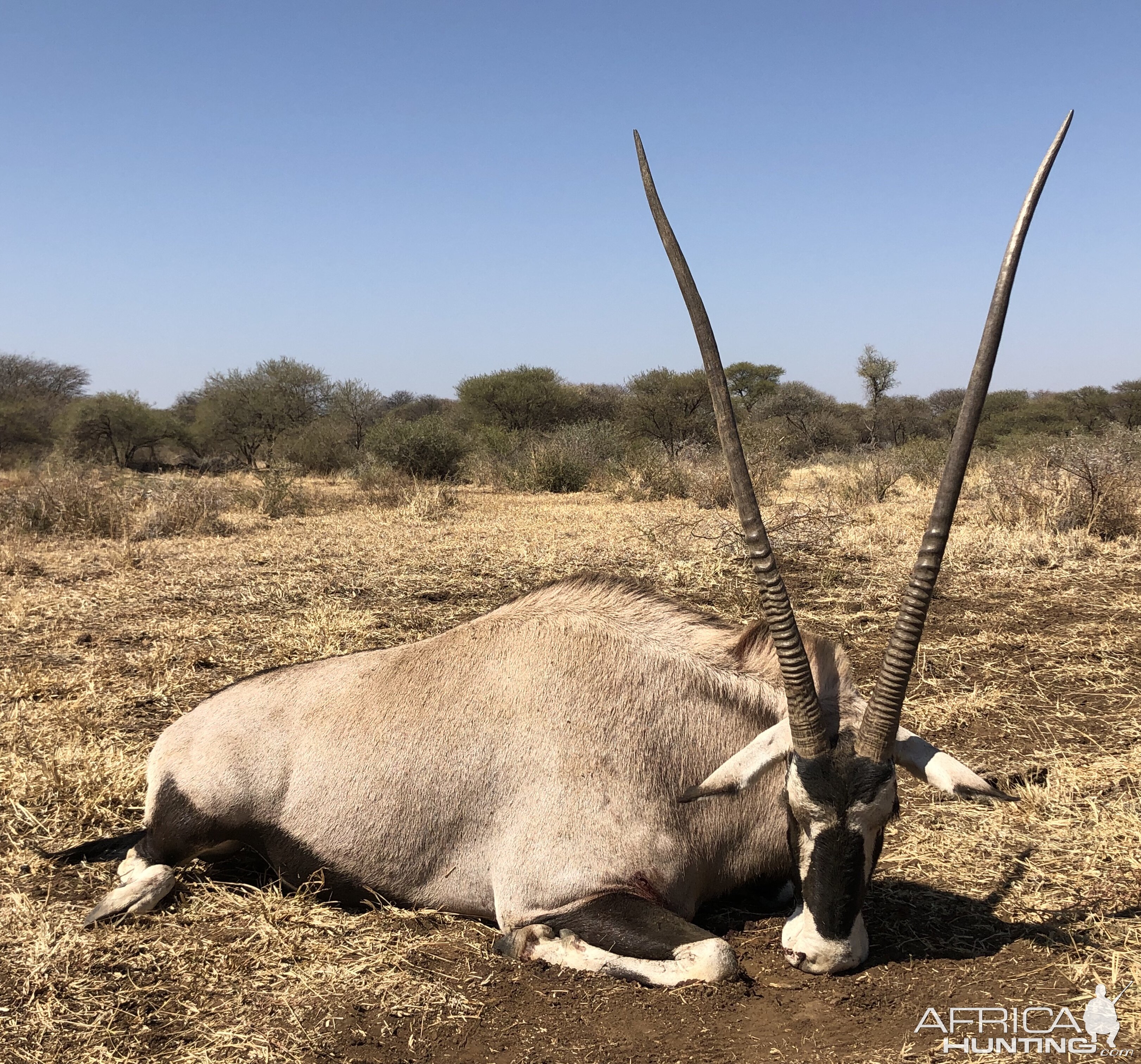 South Africa Hunt Gemsbok