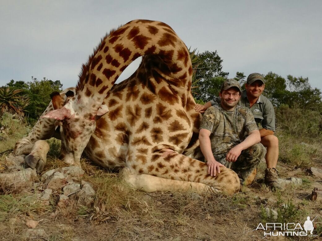 South Africa Hunt Giraffe