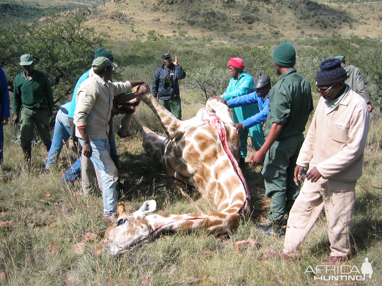 South Africa Hunt Giraffe