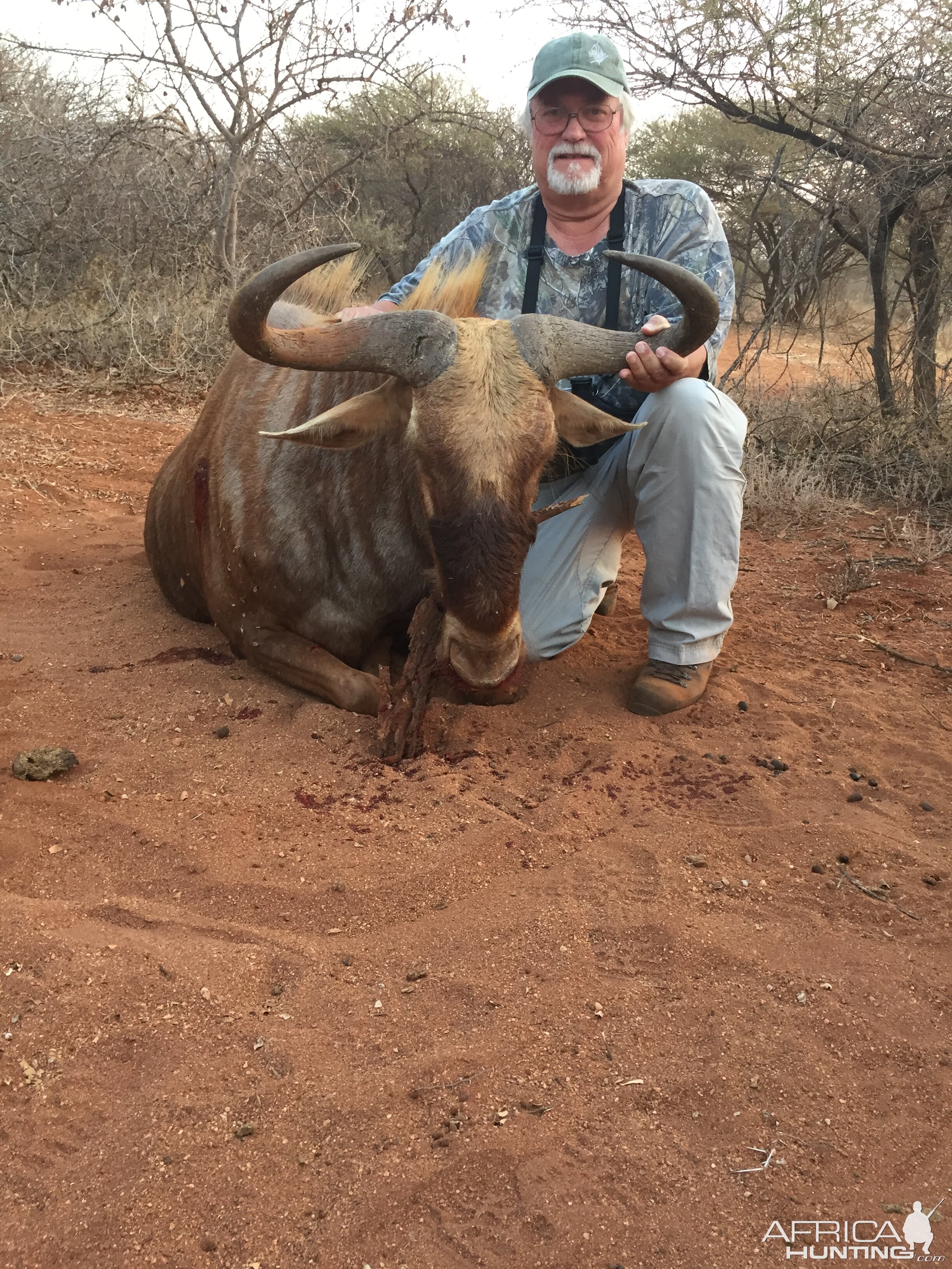 South Africa Hunt Golden Wildebeest