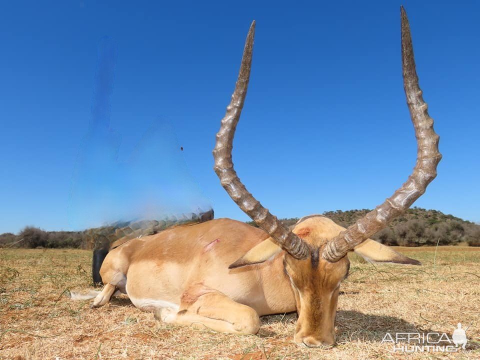 South Africa Hunt Impala