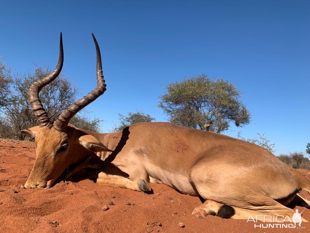 South Africa Hunt Impala