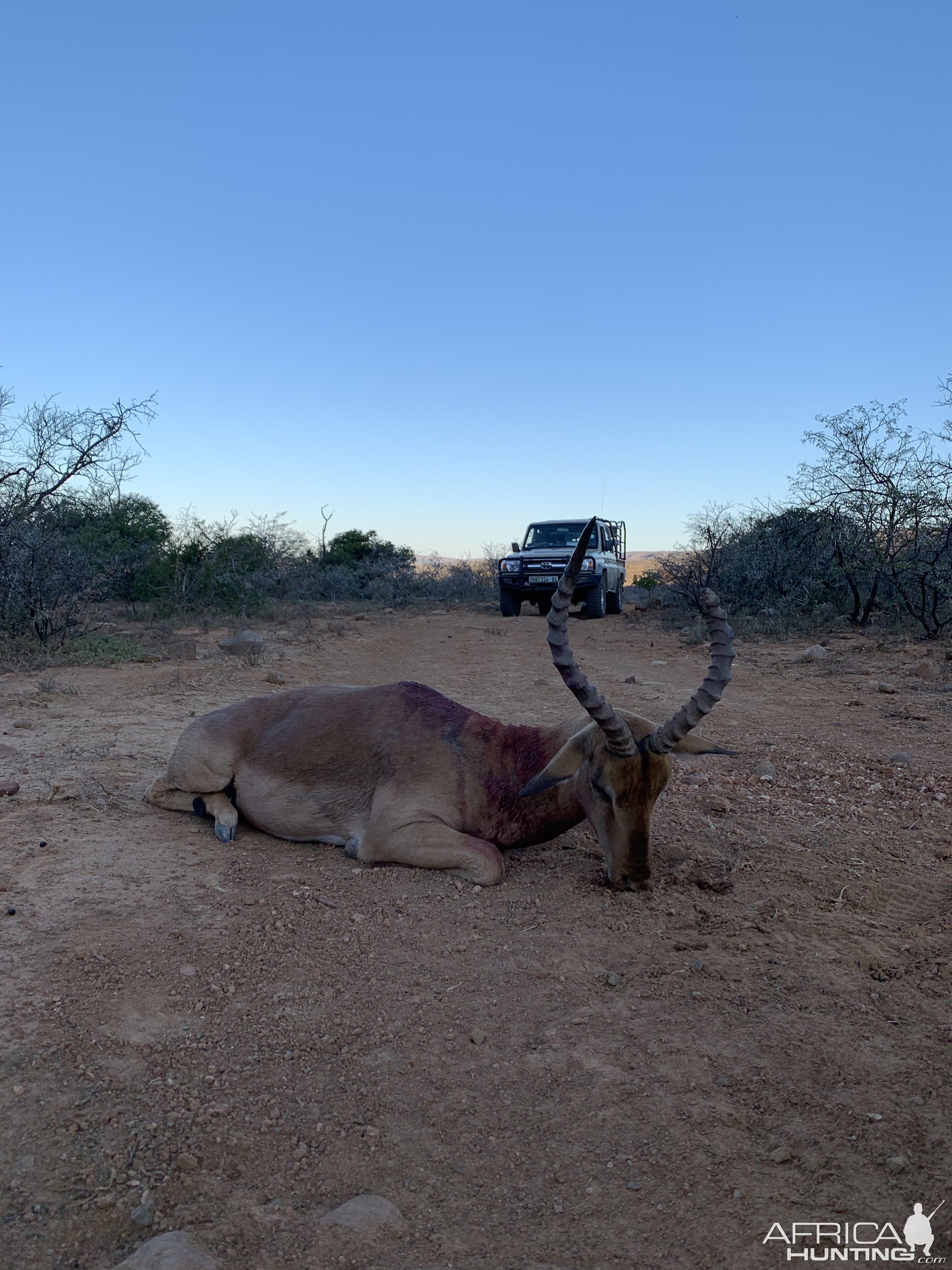 South Africa Hunt Impala