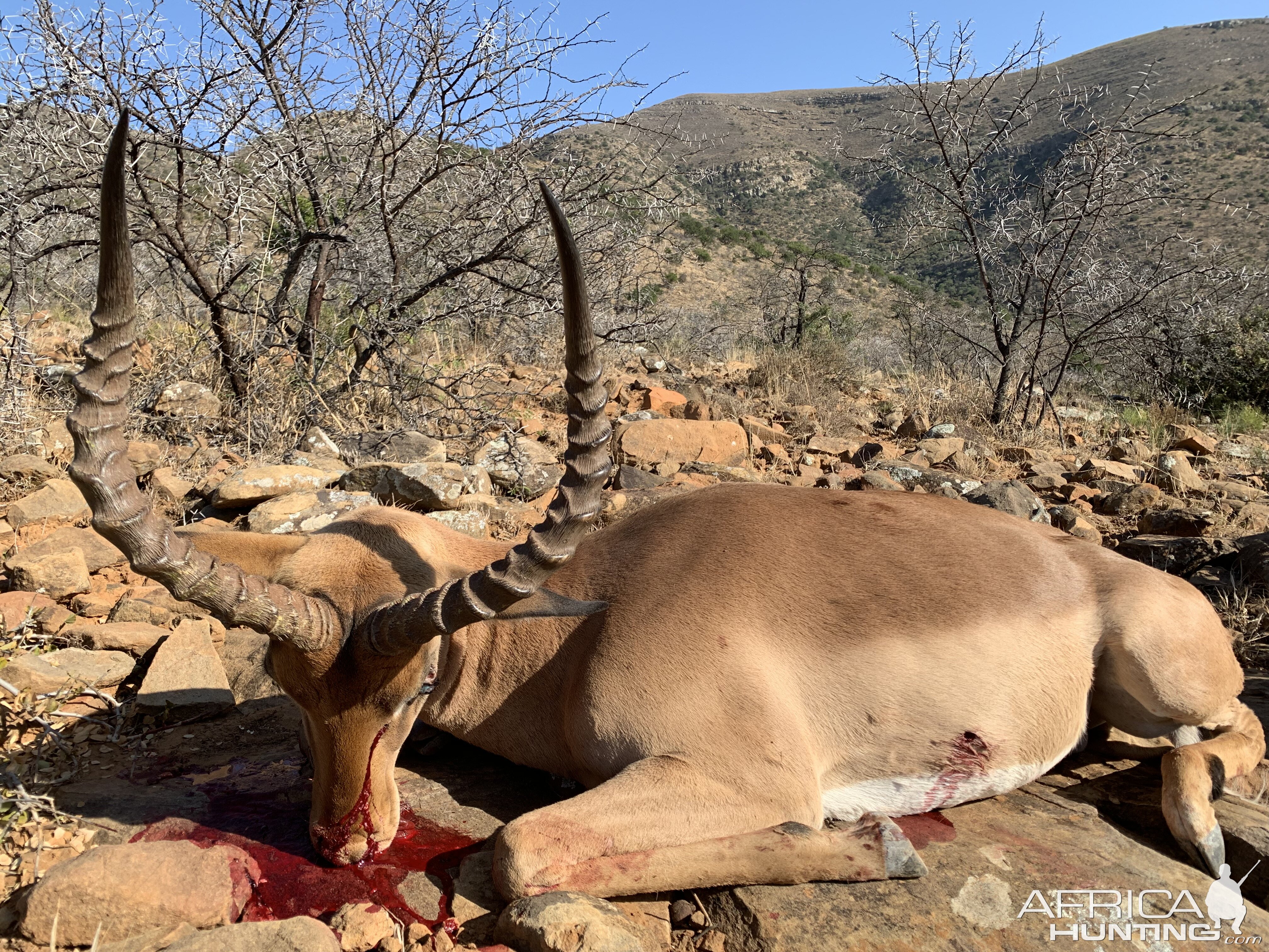 South Africa Hunt Impala