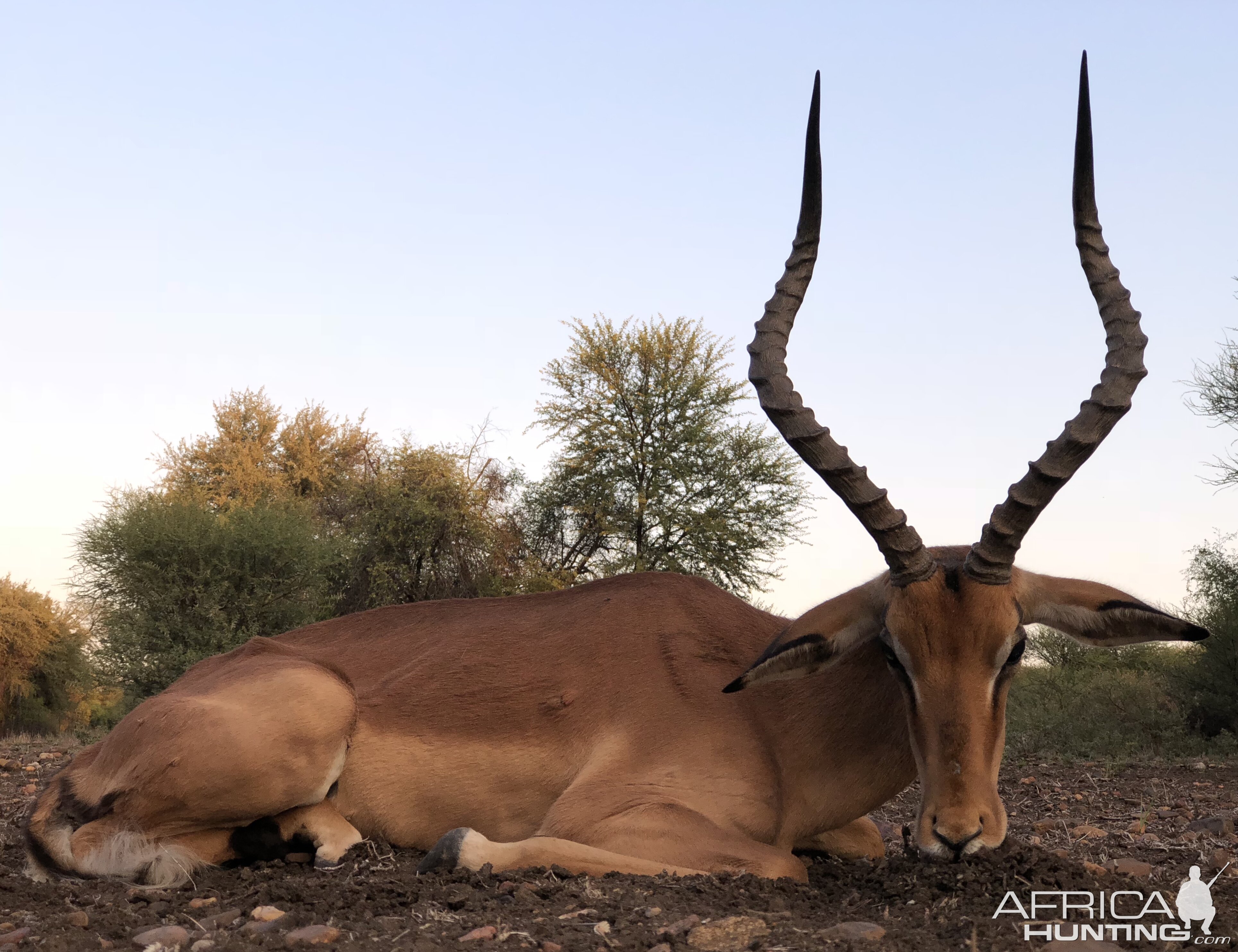 South Africa Hunt Impala