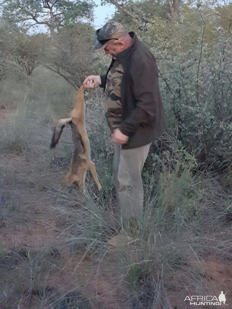 South Africa Hunt Jackal