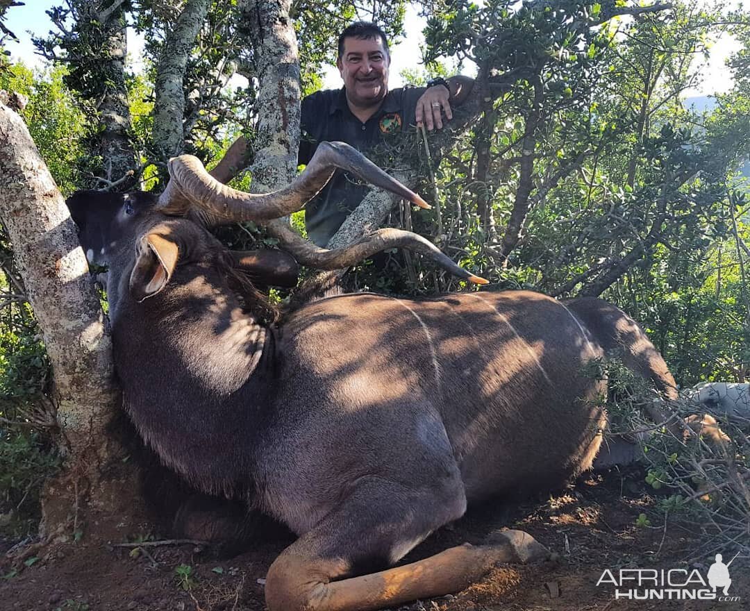 South Africa Hunt Kudu