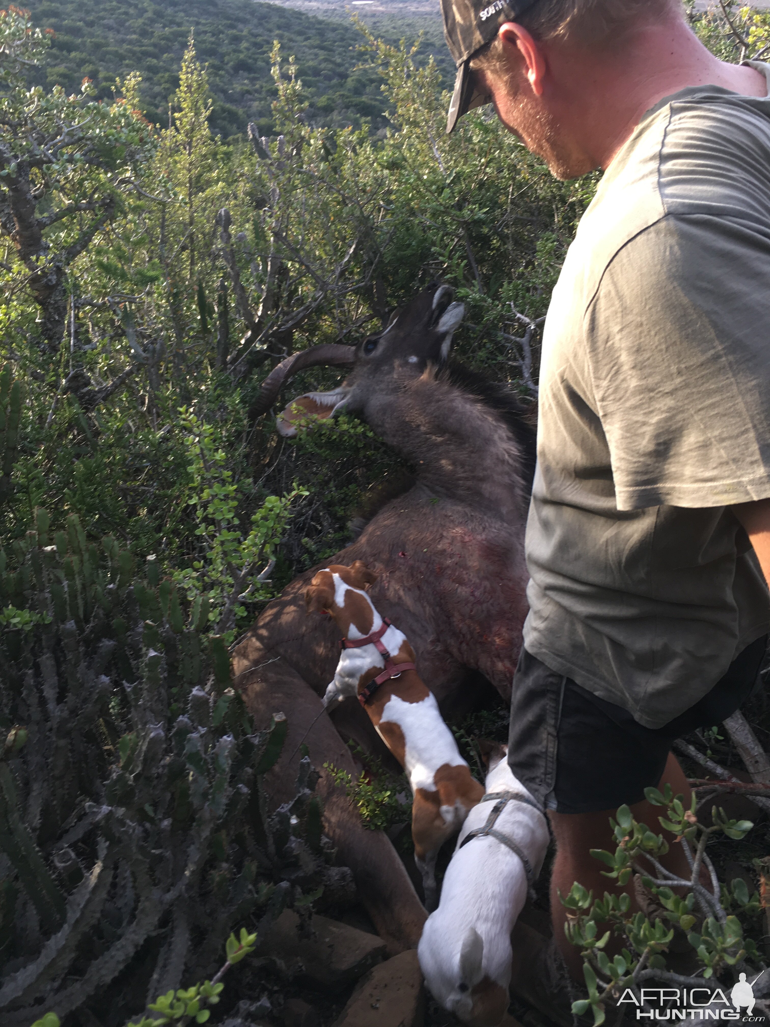 South Africa Hunt Kudu