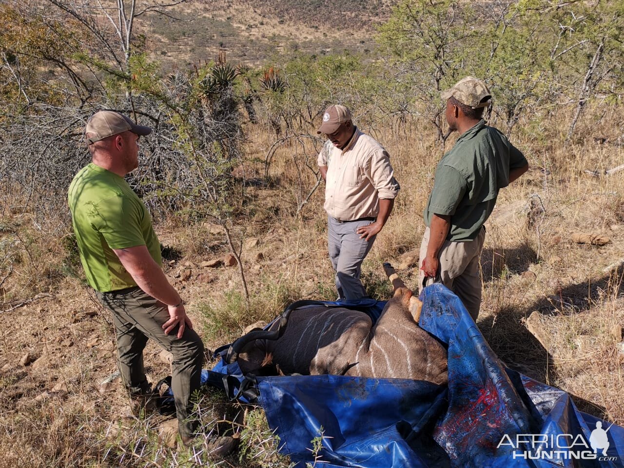 South Africa Hunt Kudu